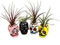 Sugar Skulls